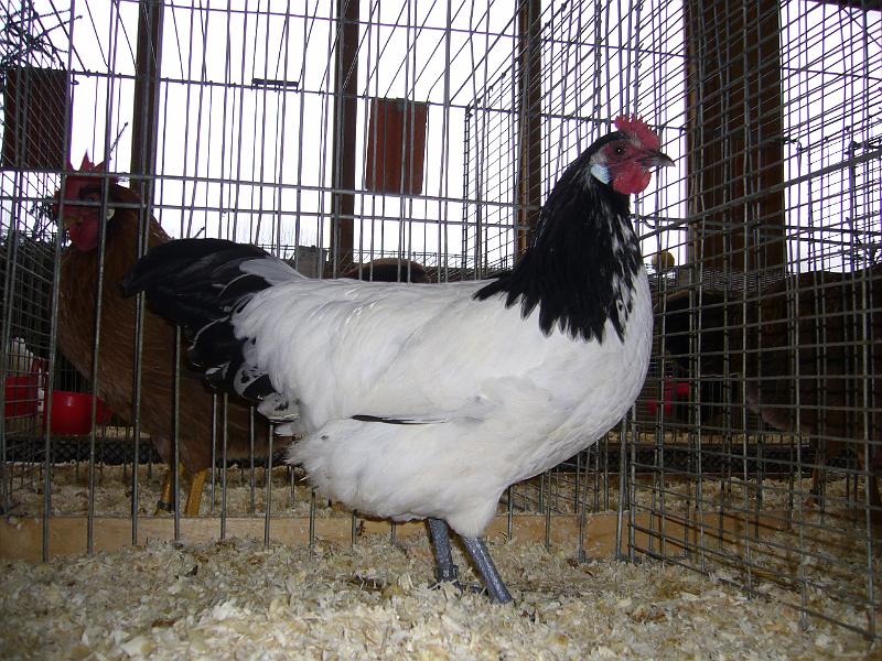 Kreisschau Coesfeld 2008 056.jpg - Lakenfelder von Bernhard Lenfers- Well Preis V97 KVE